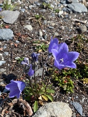 Campanula lasiocarpa