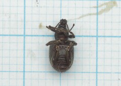 Otiorhynchus rugosostriatus