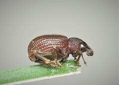 Otiorhynchus rugosostriatus