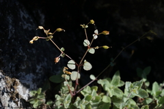 Erythranthe percaulis