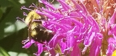 Bombus bimaculatus