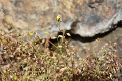 Erythranthe percaulis