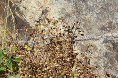 Erythranthe percaulis