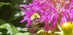 Bombus bimaculatus