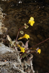 Erythranthe percaulis