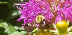 Bombus bimaculatus