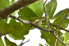 Vireo latimeri