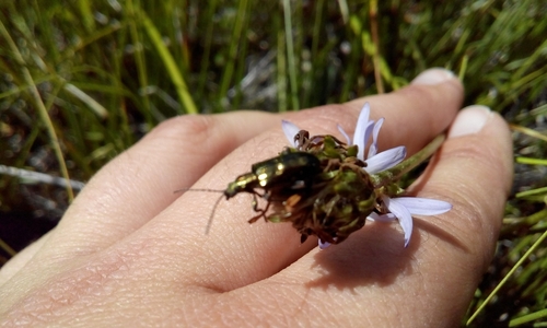 iNaturalist observation photo of Dubious spade beetle