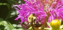 Bombus bimaculatus