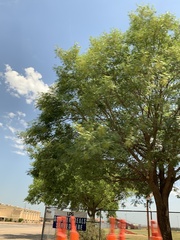 Ulmus parvifolia