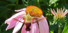 Hemaris thysbe