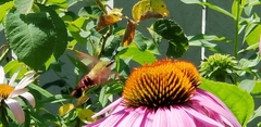 Hemaris thysbe