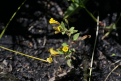 Erythranthe pulsiferae