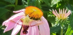 Hemaris thysbe