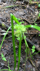 Carex retrorsa