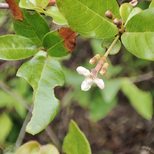Image of Rondeletia buxifolia by no rights reserved