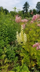 Melanthiaceae