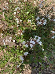 Lagerstroemia indica
