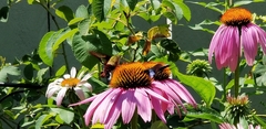 Hemaris thysbe
