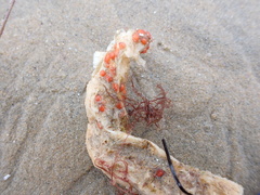 Metandrocarpa taylori