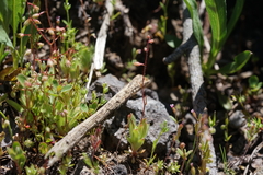 Micranthes bryophora