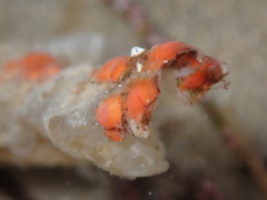 Metandrocarpa taylori