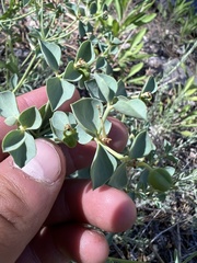 Euphorbia lurida