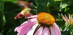 Hemaris thysbe
