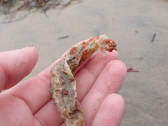 Metandrocarpa taylori