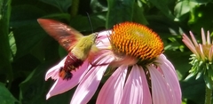 Hemaris thysbe