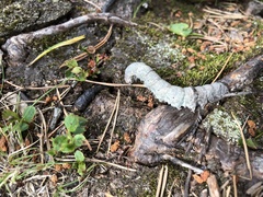 Catocala fraxini