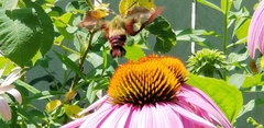 Hemaris thysbe
