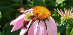 Hemaris thysbe