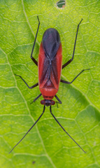 Lopidea instabilis