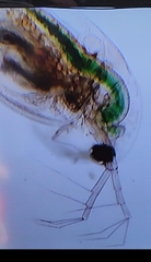 Daphnia longispina
