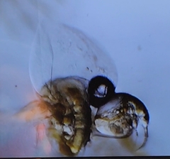 Bosmina longirostris