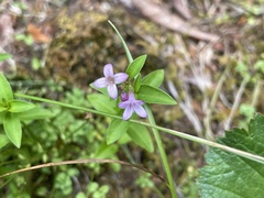 Houstonia montana