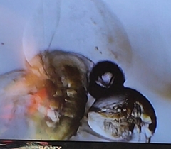 Bosmina longirostris