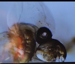 Bosmina longirostris