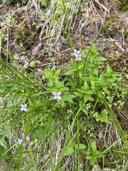 Houstonia montana