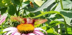 Hemaris thysbe