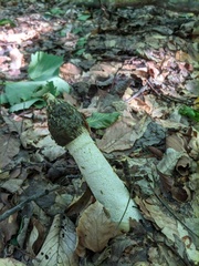 Phallus impudicus togatus
