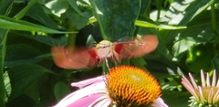 Hemaris thysbe