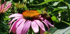 Hemaris thysbe