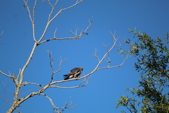 Ictinia mississippiensis