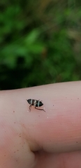Planaphrodes bifasciatus