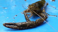 Macrobrachium faustinum