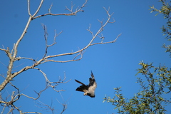 Ictinia mississippiensis