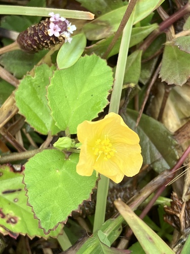 Sida pusilla observed 2022-07-04