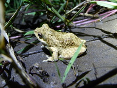 Chiromantis petersii
